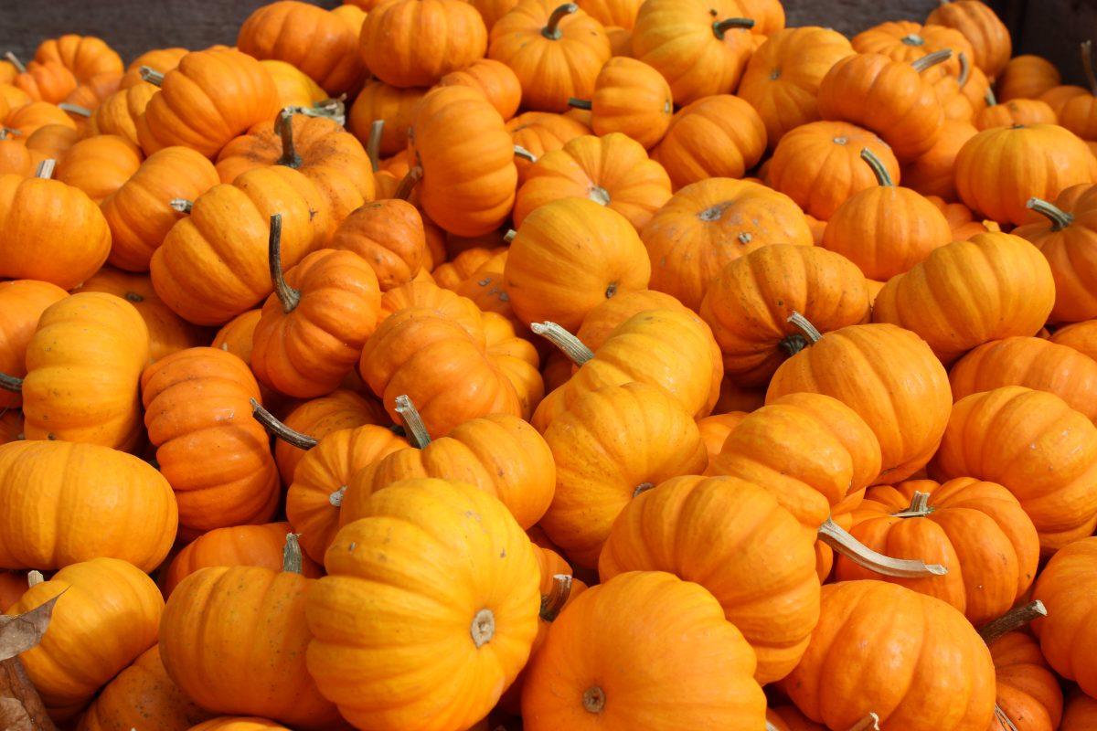 Howell's Pumpkin Patch: the people behind the pumpkins