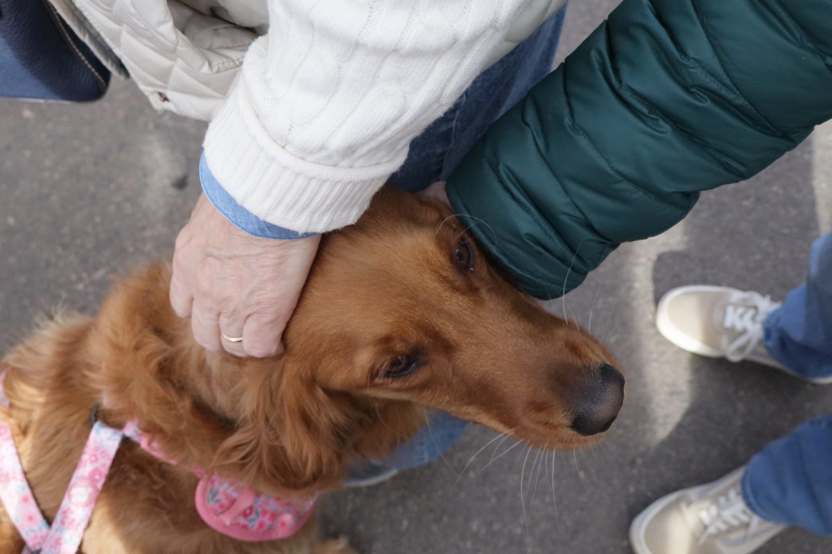 Daisy gets some attention from two elderly women in the street.