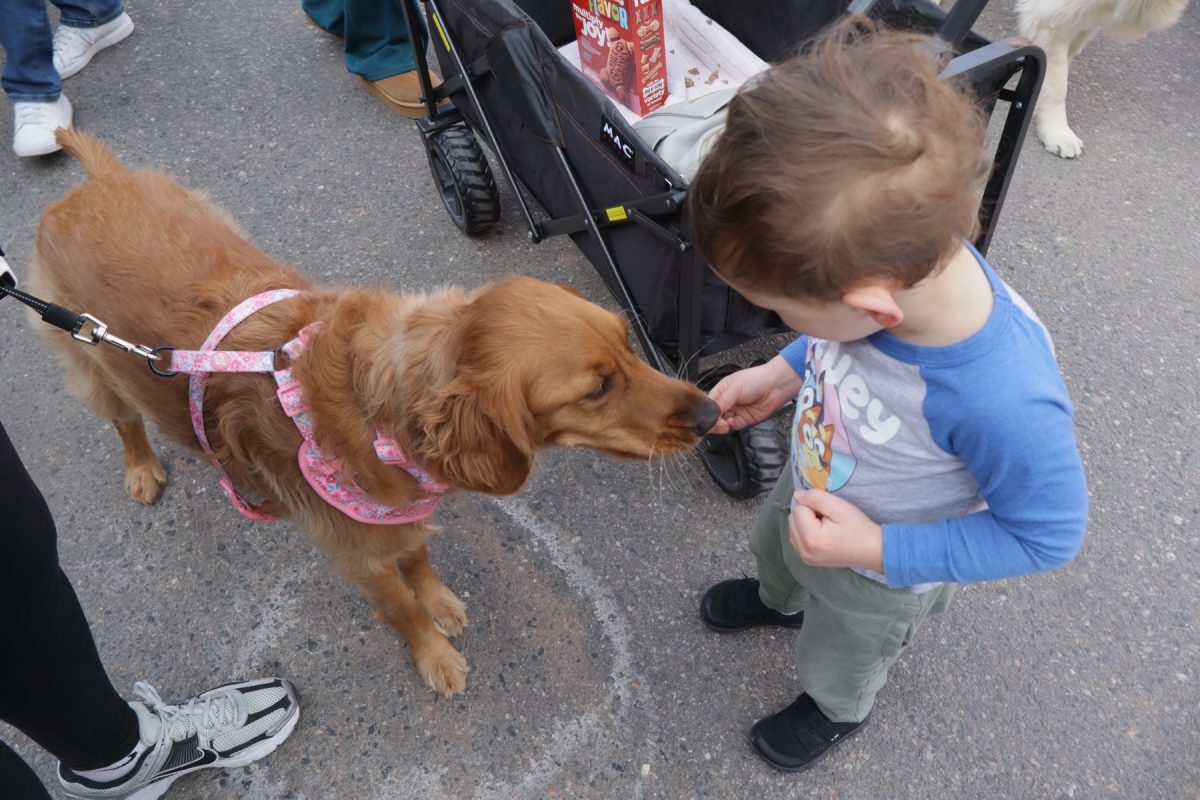 Daisy gets a treat from a young dog-lover. 