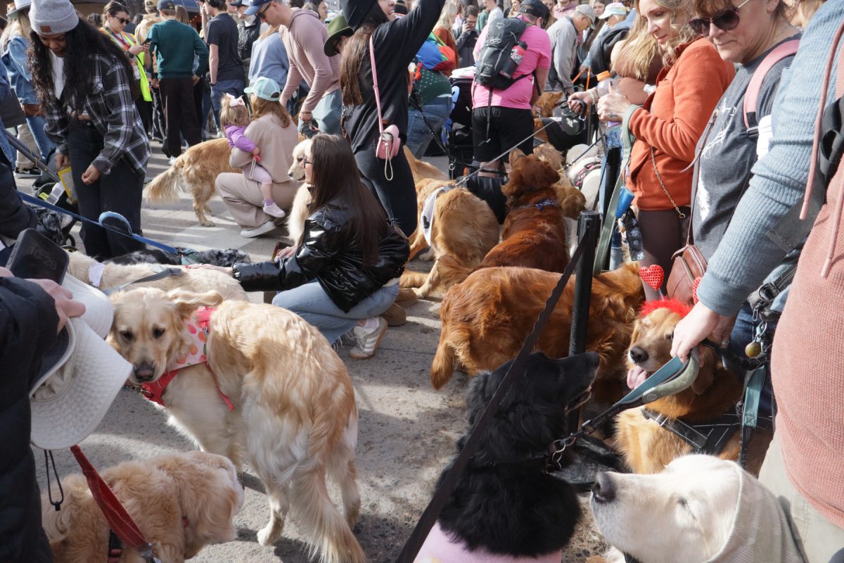 Goldens and their owners all line up while waiting to take a photo.