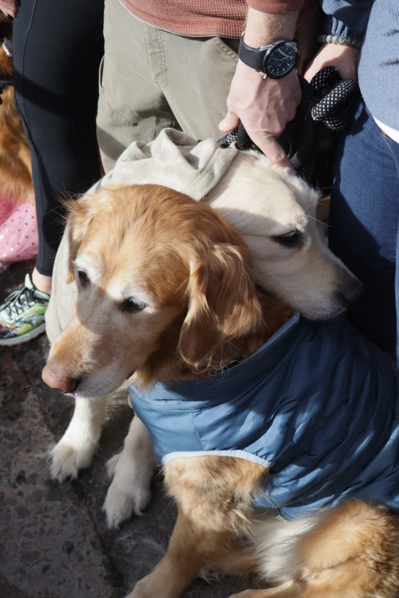 Two goldens embrace in a hug while waiting to take the infamous Goldens in Golden photo. 