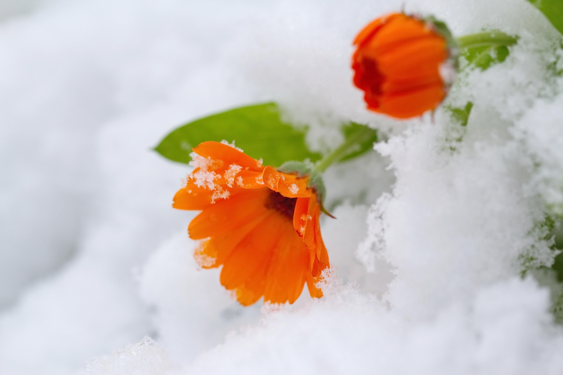 More Than Just Winter Blues